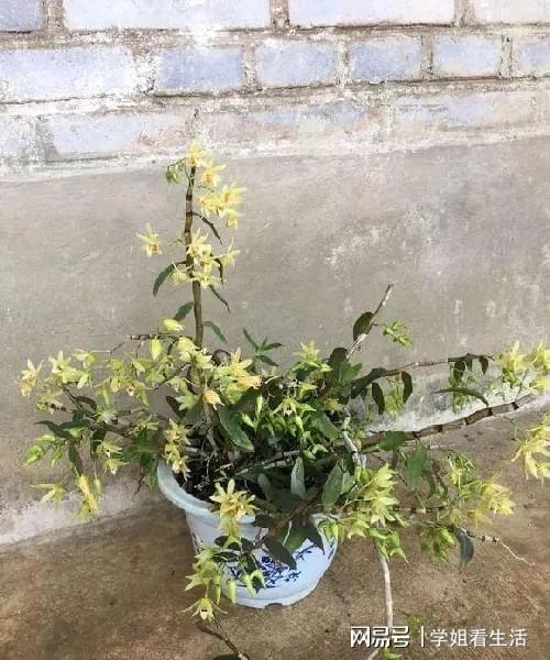 陽(yáng)臺(tái)綠植新風(fēng)尚 自種人參靈芝石斛與西洋參，養(yǎng)生健康觸手可及