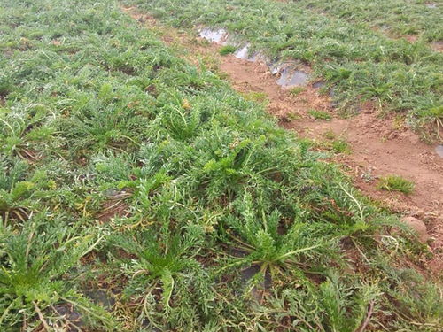 從“南美人參”到豬飼料 瑪卡種植的泡沫與啟示